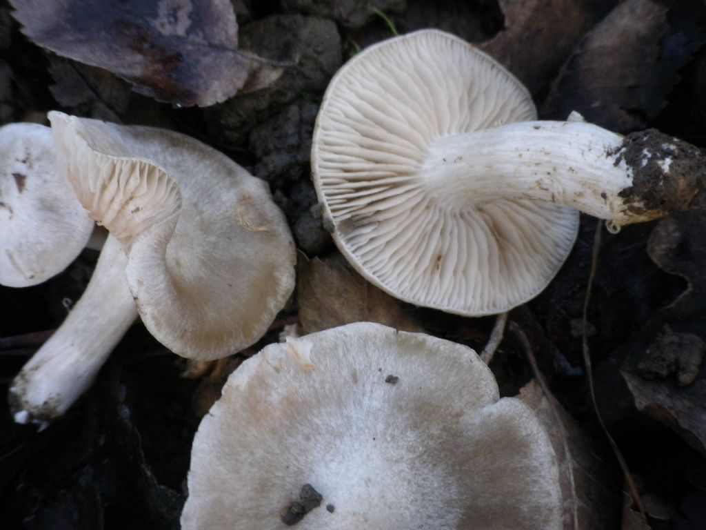 fungo da identificare 3